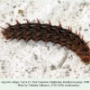 argynnis adippe daghestan larva l5 1